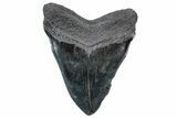 Serrated, Fossil Megalodon Tooth - South Carolina #301780-2